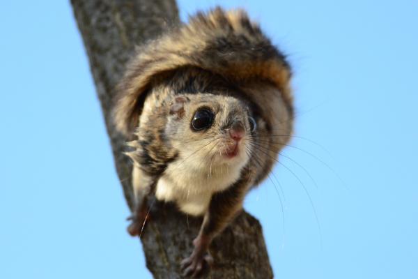 Types of squirrels - Siberian flying squirrel (Pteromys volans)