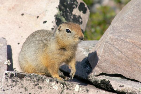 Types of squirrels - Arctic ground squirrel (Spermophilus parryii)