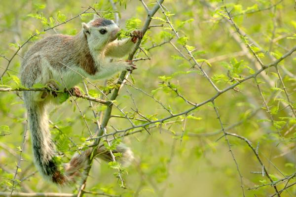 Types of squirrels – Sri Lankan giant squirrel (Ratufa macroura)
