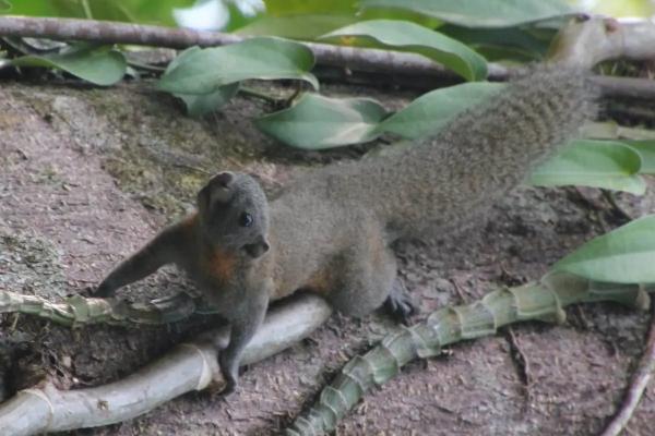 Types of squirrels - Ponytail squirrel (Sundasciurus hippurus)