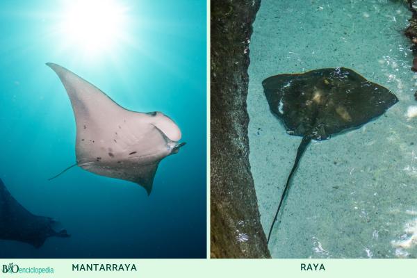 Difference between stingray and stingray – Size and appearance
