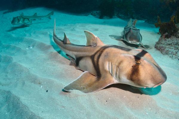 Elasmobranchs: what are they, characteristics and types - What are elasmobranchs?