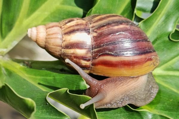 Malacology: what it is, what it studies and why this branch of zoology is important - What is malacology?