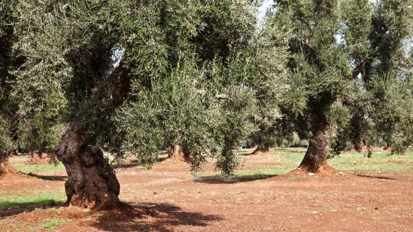 Neither drought nor heat: the olive oil harvest in Jaén has plenty of water and the problem is rain - Why has water become the main enemy of Jaén's harvest?