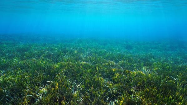 Posidonia oceanica or Posidonia meadows: what is it, what is its habitat and what is it for? - What is Posidonia oceanica and what are its characteristics?