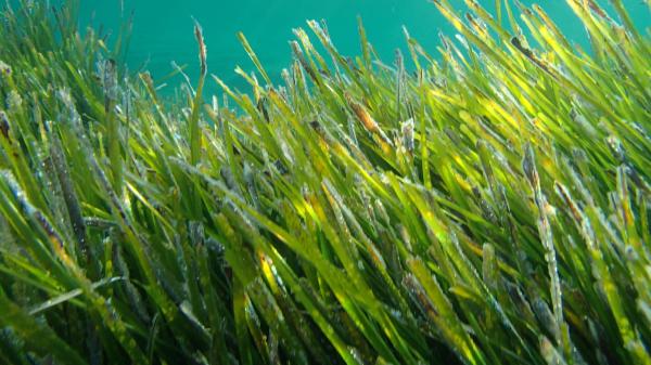 This is the little-known plant from the Mediterranean Sea that could save it: "It is essential for the balance of marine ecosystems" - It is not just climate change: the other threats that are destroying posidonia in the Mediterranean