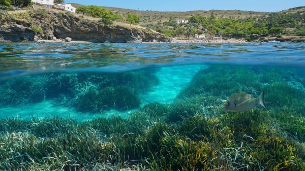 This is the little-known plant from the Mediterranean Sea that could save it: "It is essential for the balance of marine ecosystems" - Posidonia oceanica forms seagrass meadows that can save the Mediterranean