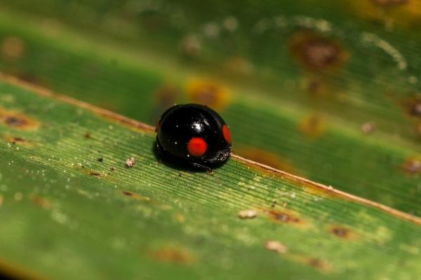 Types of ladybugs - Double-stabbed ladybug (Chilocorus stigma)