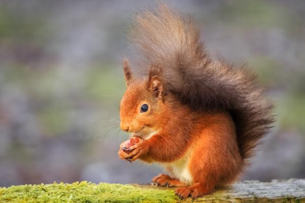 Types of squirrels - Red squirrel (Sciurus vulgaris)