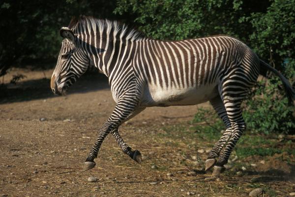 Types of zebras - Grevy's zebra (Equus grevyi)