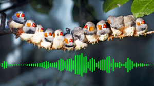 What makes birds sing in the morning?