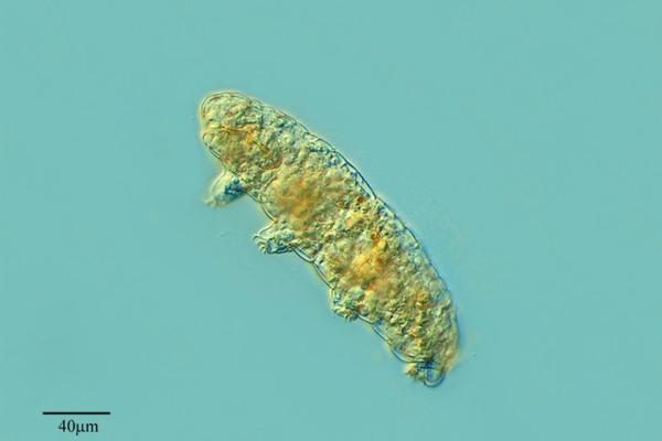 Tardigrades: what they are, characteristics and where they live - Characteristics of tardigrades
