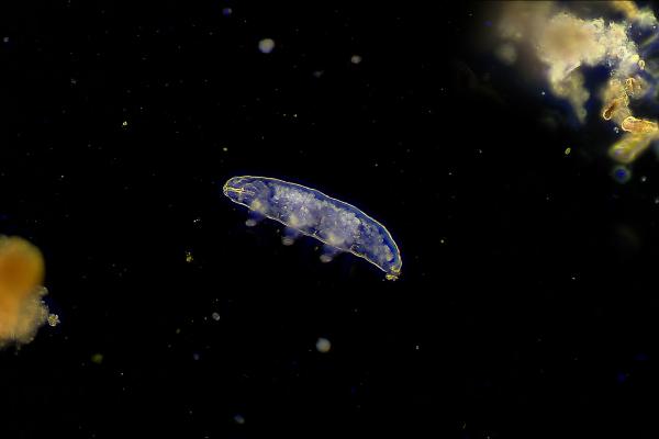 Tardigrades: what they are, characteristics and where they live - Where do tardigrades live