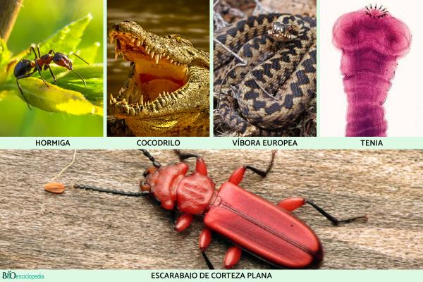 Ectotherms: what they are, characteristics and examples - Examples of ectothermic animals