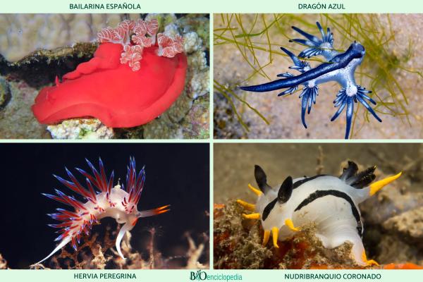 Nudibranchs: what they are, characteristics, examples and reproduction - Examples of nudibranchs