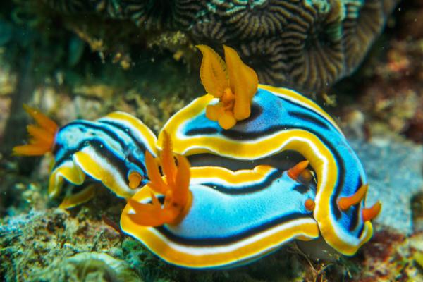 Nudibranchs: what they are, characteristics, examples and reproduction - Reproduction of nudibranchs