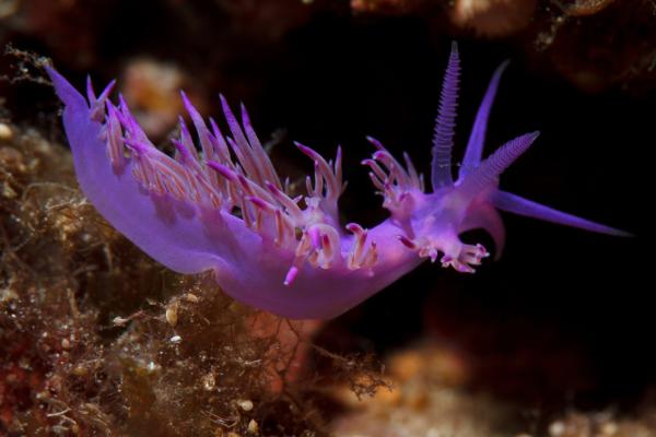Nudibranchs: what they are, characteristics, examples and reproduction - Behavior of nudibranchs