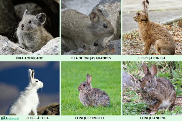 Lagomorphs: what they are, characteristics, types and examples - Examples of lagomorphs
