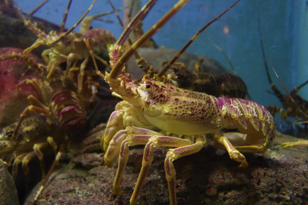 Crustaceans: what they are, characteristics, types and examples - Reproduction of crustaceans