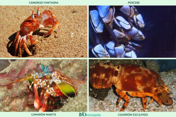 Crustaceans: what they are, characteristics, types and examples - Examples of crustaceans
