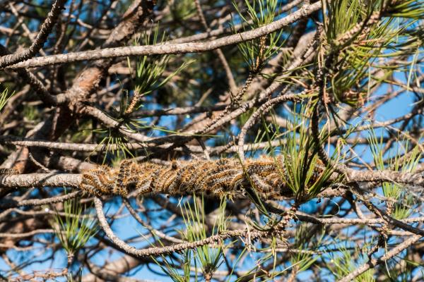 Pine processionary: cycle, season, where it is found and treatment - Where is the processionary caterpillar found?