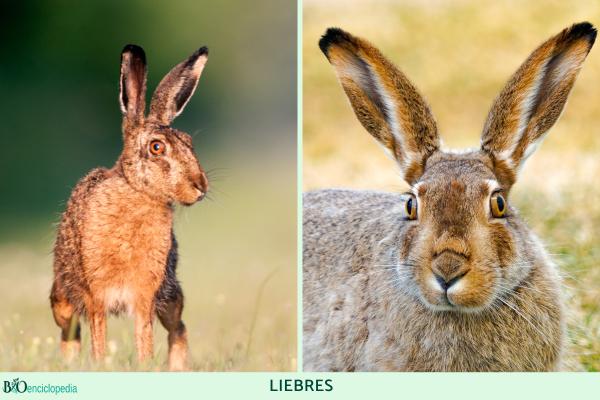Différence entre lapin et lièvre - Caractéristiques des lièvres