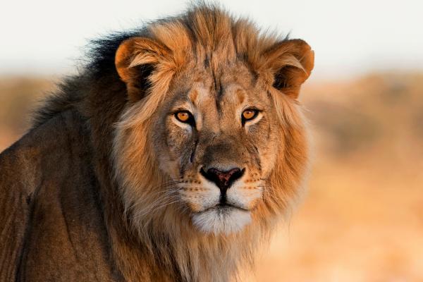 Animaux endothermiques : qu'est-ce que c'est et exemples - Lion (Panthera leo)