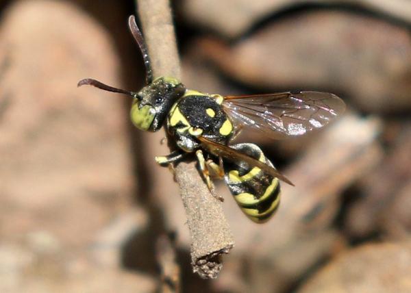 Types de guêpes - Euparagiinae