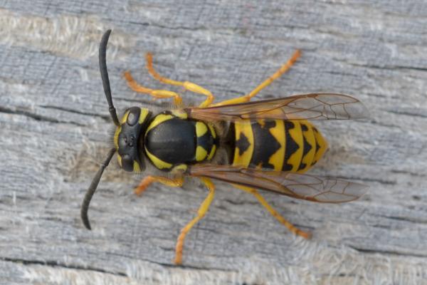 Types de guêpes - Vespinae