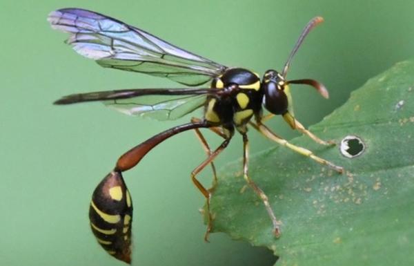 Types de guêpes - Stenogastrinae