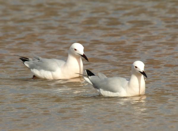 Types de goélands - Goéland à bec grêle (Chroicocephalus genei)