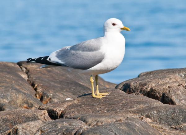 Types de goélands - Mouette grise (Larus canus)
