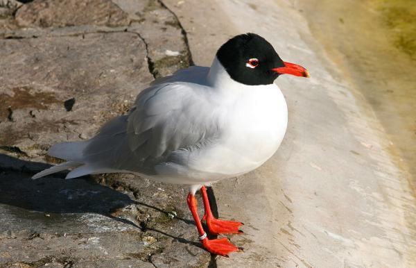 Types de goélands - Mouette rieuse (Larus melanocephalus)