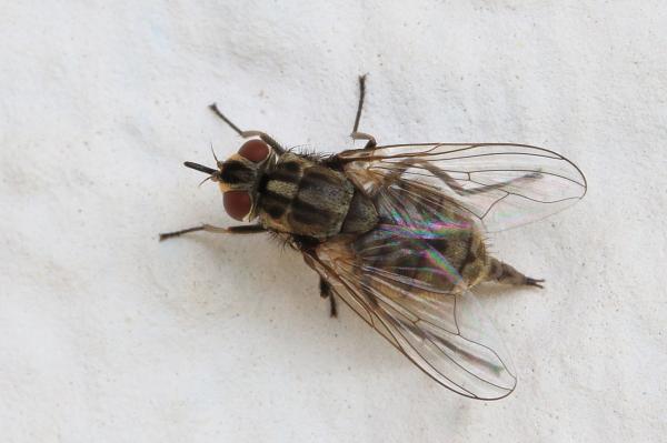 Types de mouches - Mouche des étables (Stomoxys calcitrans)