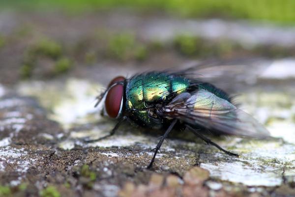 Types de mouches - Blowflies (famille des Calliphoridae)
