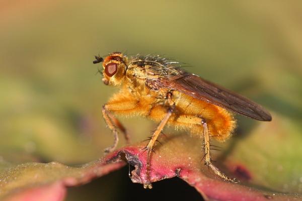 Types de mouches - Mouche du fumier (Scathophaga stercoraria)