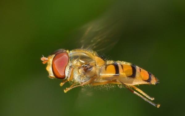 Types de mouches - Mouche des fruits (Drosophila melanogaster)