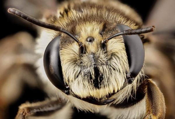 Types d'abeilles - Abeilles de la famille des Stenotritidae