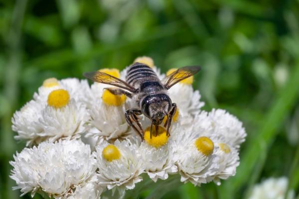 Types d'abeilles - Abeilles de la famille des Megachilidae