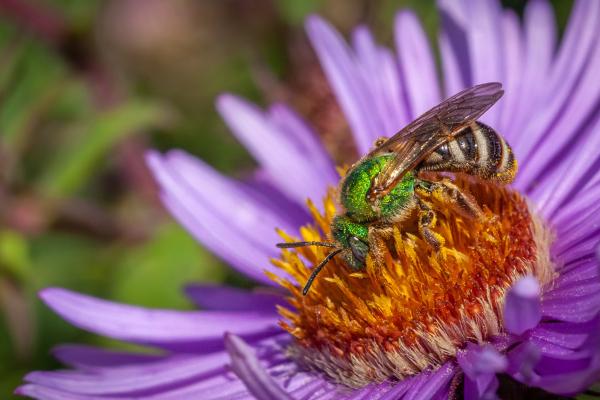 Types d'abeilles - Abeilles de la famille des Halictidae