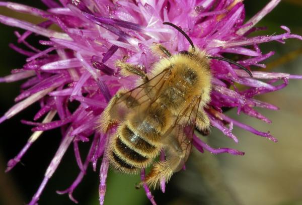 Types d'abeilles - Abeilles de la famille des Melittidae