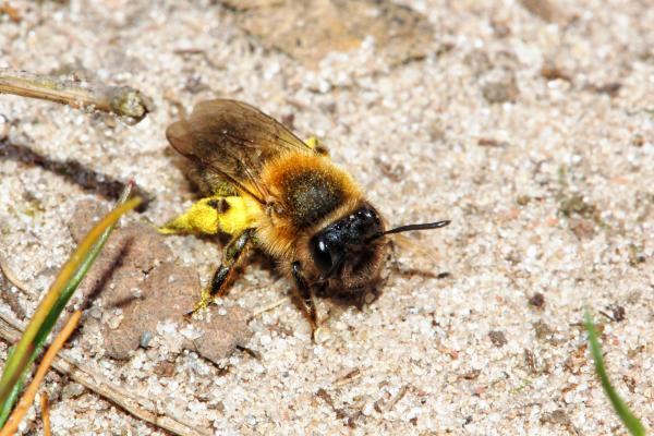Types d'abeilles - Abeilles de la famille des Andrenidae