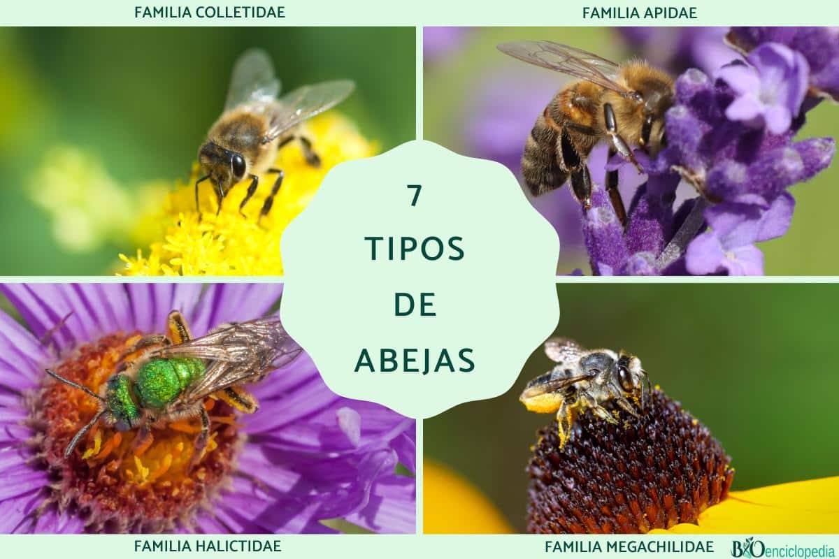 Bioindicators: What are, types and examples - Evidence Network