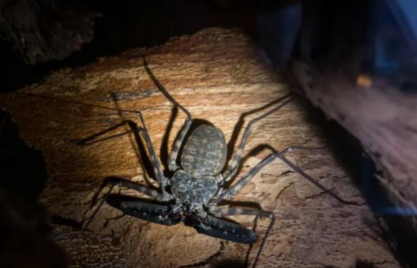 Amblypygie : qu'est-ce que c'est, caractéristiques et exemples - Taxonomie de l'amblypygie