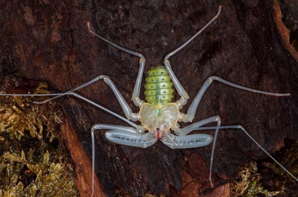 Amblypygie: qu'est-ce que c'est, caractéristiques et exemples - Caractéristiques de l'amblypygie