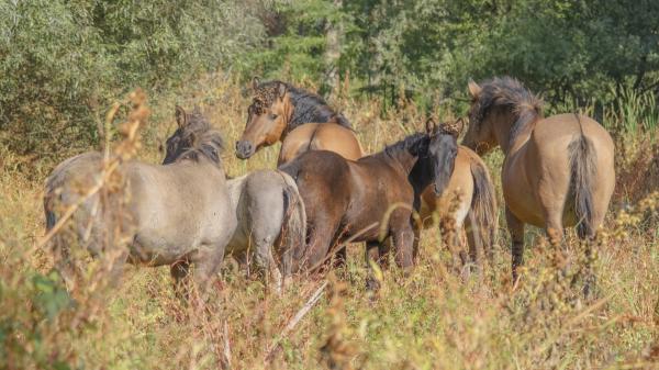 Réensauvagement ou réensauvagement : qu'est-ce que c'est, comment ça marche et importance - Quelle est l'importance du réensauvagement ?