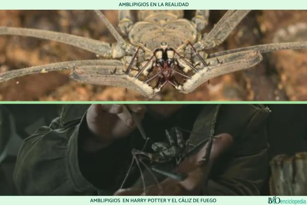 Amblypygie : qu'est-ce que c'est, caractéristiques et exemples - Qu'est-ce que l'amblypygie ?