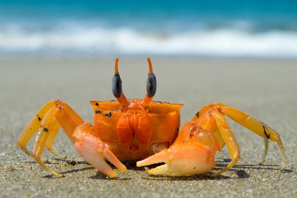 Crustaceans: what they are, characteristics, types and examples - Characteristics of crustaceans