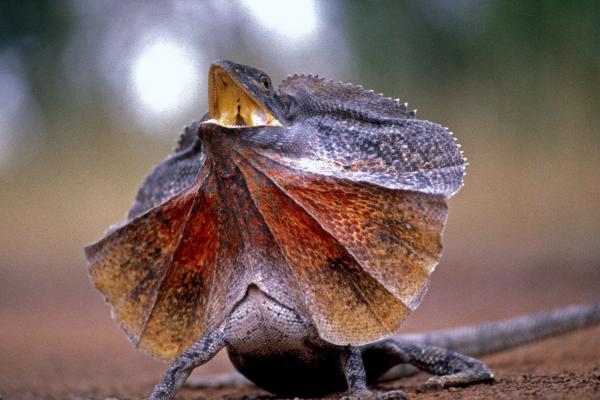 Ectotherms: what they are, characteristics and examples - What are ectotherms