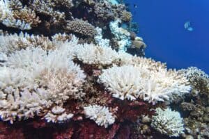 How much does CO2 really cost us? Here is the new (doubled) “price” of the oceans